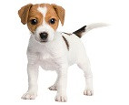 CANE