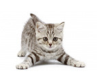 GATTO